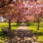 London: the best place to enjoy Spring