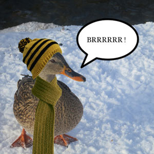 It's freezing cold, even for a duck !